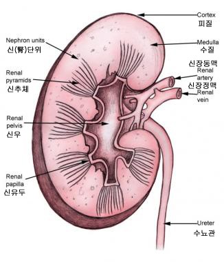 신장